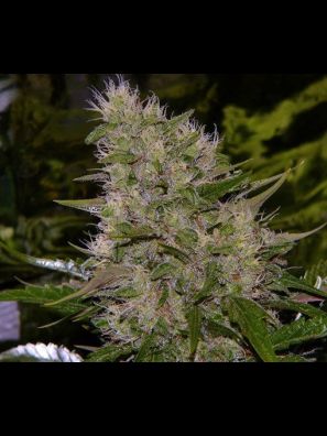 Southseeds - Critical Mass F2