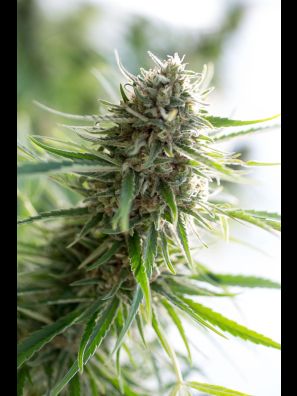 Southseeds - CBD Critical Mass