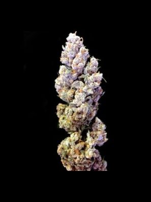 Crockett Family Farms - Crockett's Sour Tangie