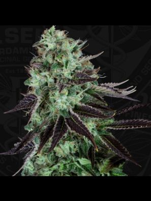 Darkstar™ 