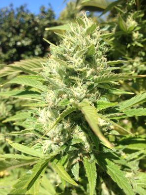 Southseeds - Diesel F2