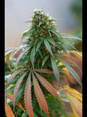 Southseeds - Hash Plant F2