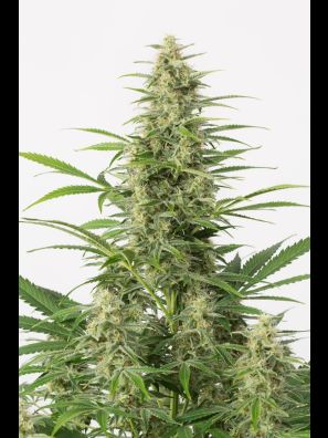Southseeds - Sour Diesel