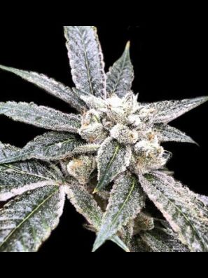 DNA Genetics - Golden Berry