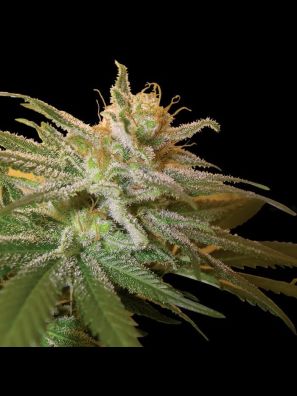 DNA Genetics - Kushberry