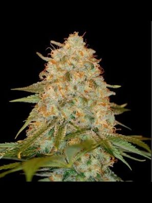 DNA Genetics - LA Chocolat