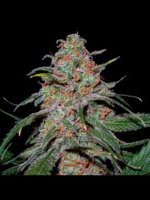 DNA Genetics - Lemon Skunk