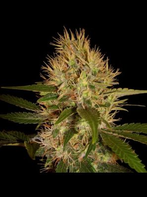 DNA Genetics - Martian Mean Green