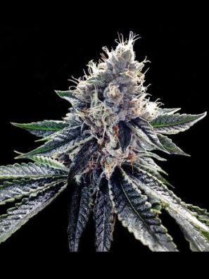 DNA Genetics - Sour Kosher