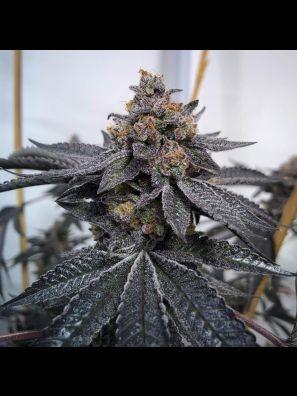 Southseeds - Do-Si-Dos