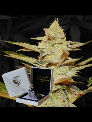 Dosidos x Strawbanana Cream