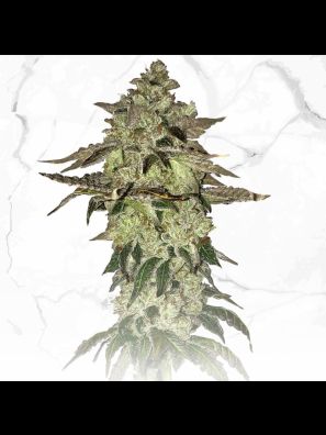 Dosidos X Birthday Cake