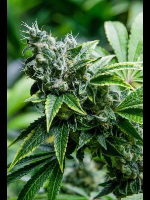 Southseeds - CBD Gandhi F2