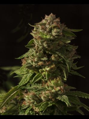 Devils Harvest - Fallen Angel - Regular