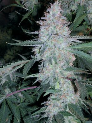 Southseeds - Pot of Gold