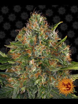 Barneys Farm - G13 Haze (Regular)