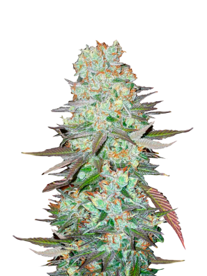 FastBuds - G14 Auto