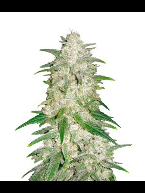 FastBuds - Gelato Auto