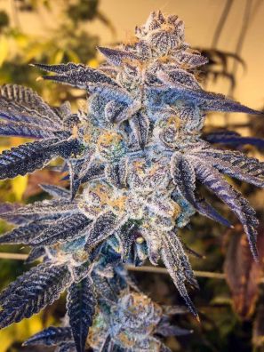 Southseeds - Girl Scout Cookies