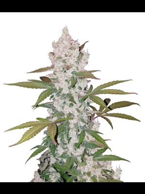 FastBuds - Girl Scout Cookies Auto
