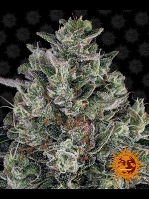 Barneys Farm - Glookies