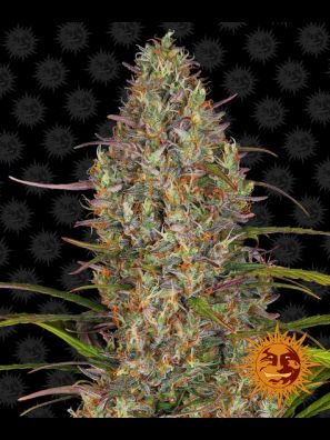 Barneys Farm - Glue Gelato Auto