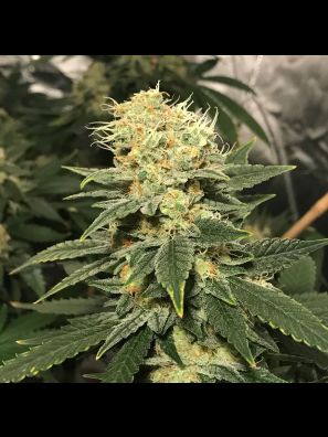 Southseeds - Glukies