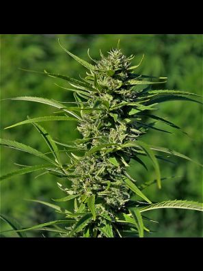 Devils Harvest - Golden Haze Feminized