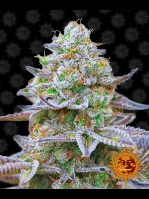 Barneys Farm - Gorilla Zkittlez