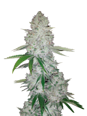FastBuds - Gorilla Glue Auto