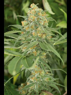 Southseeds - Green Crack