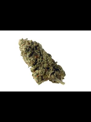 Amsterdam Genetics - Green Magic