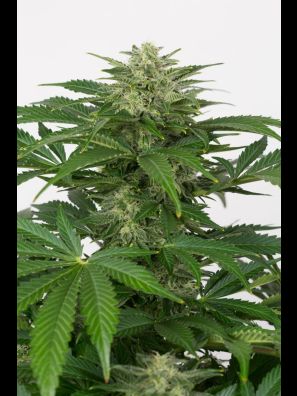 Southseeds - CBD Haze A/F