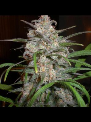 Southseeds - Chocolope F2