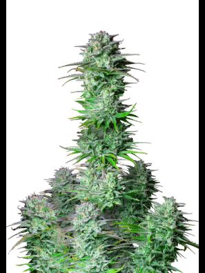 Fastbuds - Kosher Cake Auto