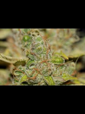 Southseeds - O.G Cheese