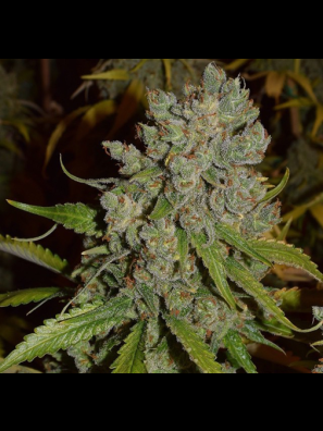 Southseeds - Jack Herer