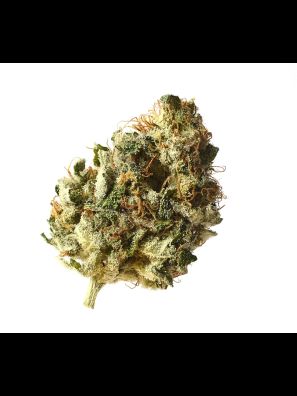 Amsterdam Genetics - Kosher Choco Kush