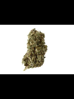 Amsterdam Genetics - Kosher Tangie Kush