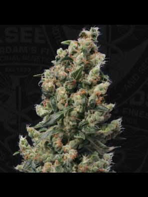 Kushage™ 