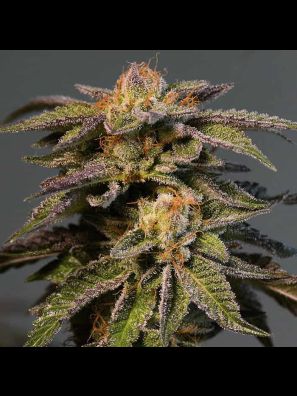 Southseeds - L.A. Confidential