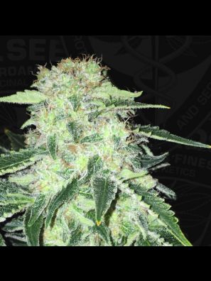 S.A.G.E.™ CBD 