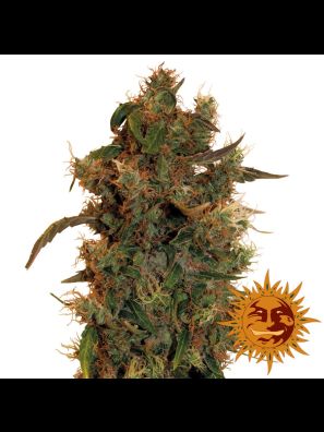 weed seeds 8 Ball Kush order online