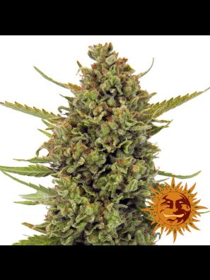 weed seeds Acapulco Gold order online