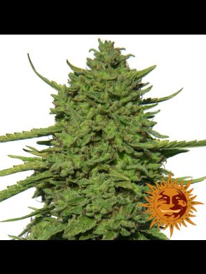 cannabis seeds Amnesia Lemon order online