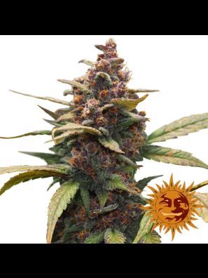 weed seeds Ayahuasca Purple order online