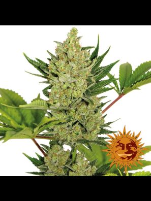 weed seeds Blue Cheese Auto buy online