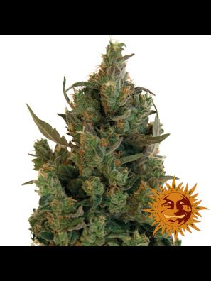 marijuana seeds Blue Cheese order online