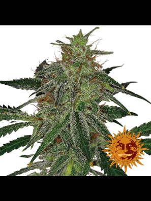 weed seeds Blue Mammoth Auto order online