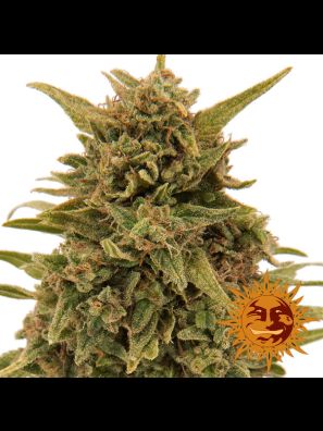 marijuana seeds Blueberry OG buy online